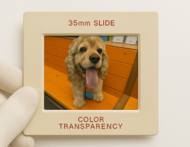 Slide Scanning Services