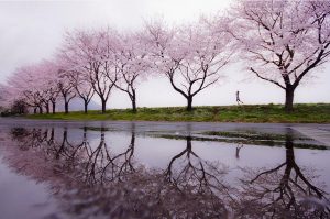 5 Tips for Taking Photos in the Rain cherry blossoms from pinterest photo by Kouji Tomisha 300x199 - 5 Tips for Taking Photos in the Rain
